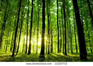 stock-photo-beautiful-green-forest-111537713